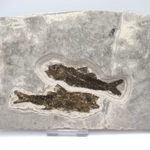 Genuine Oligocene Dapalis macrurus Fish Fossil For Sale From France #17