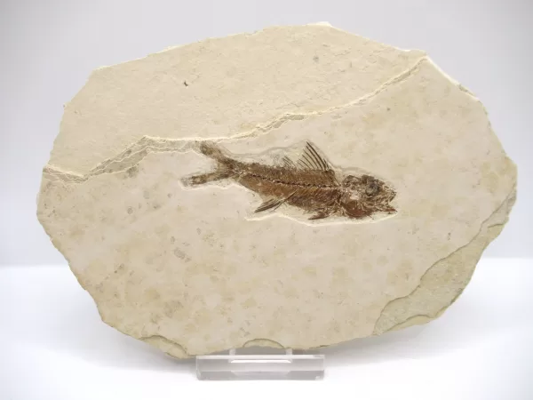 Genuine Oligocene Dapalis macrurus Fish Fossil For Sale From France #2