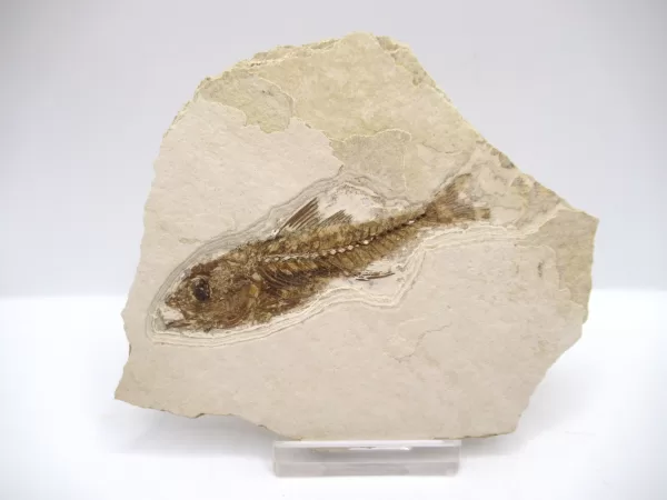 Genuine Oligocene Dapalis macrurus Fish Fossil For Sale From France #3