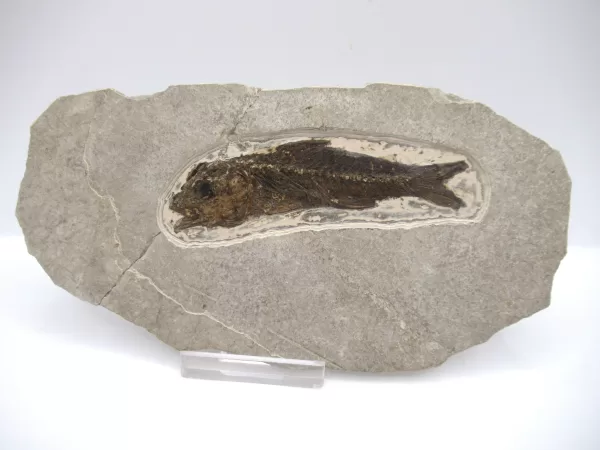 Genuine Oligocene Dapalis macrurus Fish Fossil For Sale From France #6