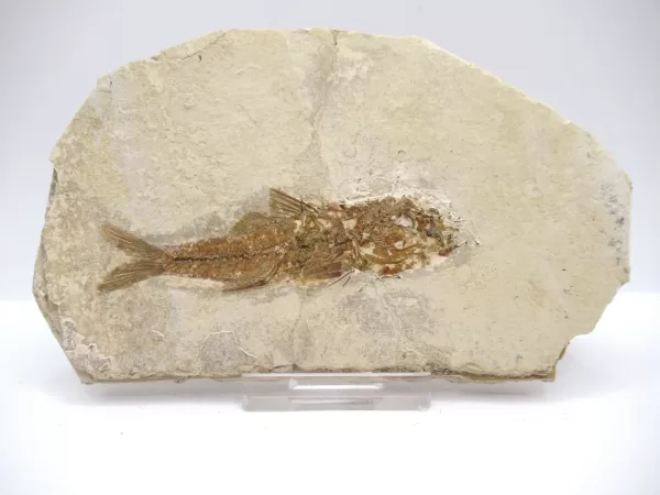 Genuine Oligocene Dapalis macrurus Fish Fossil For Sale From France #9