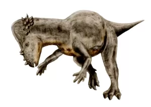 Pachycephalosaurus Dinosaur