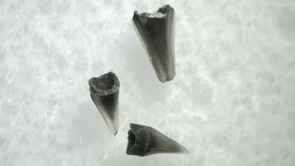 Genuine Champsosaurus Reptile Tooth For Sale From South Dakota #38