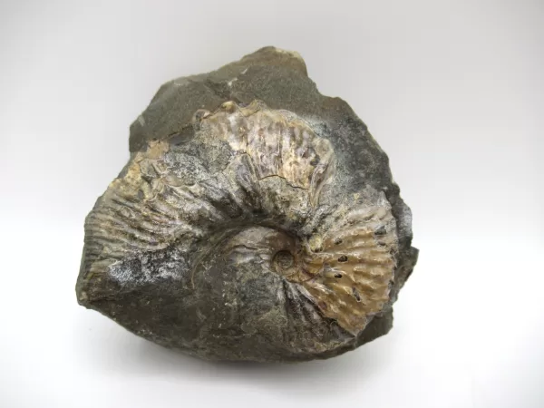 Genuine Cretaceous Age Scaphites Ammonite Fossil For Sale from South Dakota #14