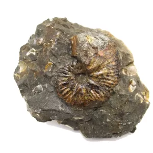 Genuine Cretaceous Age Scaphites Ammonite Fossil For Sale from South Dakota #15