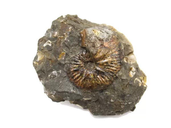 Genuine Cretaceous Age Scaphites Ammonite Fossil For Sale from South Dakota #15