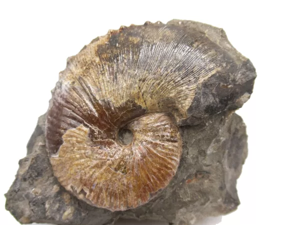 Genuine Cretaceous Age Scaphites Ammonite Fossil For Sale from South Dakota #17a