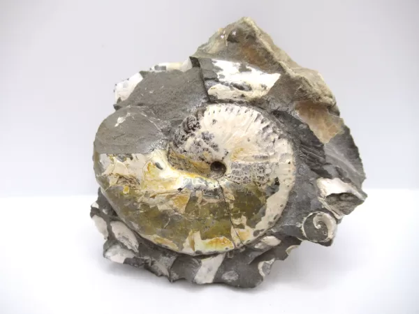 Genuine Cretaceous Age Scaphites Ammonite Fossil For Sale from South Dakota #22