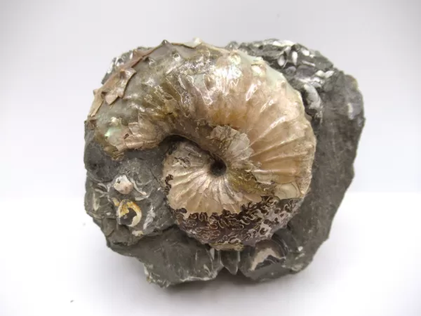 Genuine Cretaceous Age Scaphites Ammonite Fossil For Sale from South Dakota #25