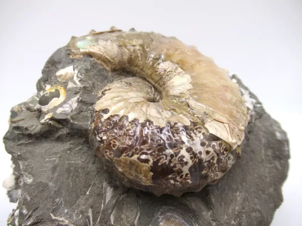 Genuine Cretaceous Age Scaphites Ammonite Fossil For Sale from South Dakota #25b