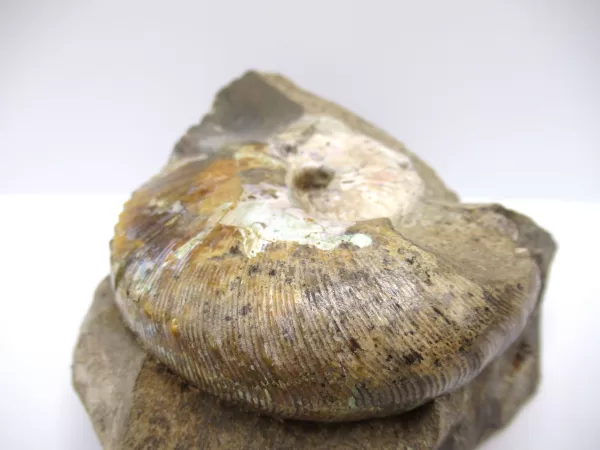 Genuine Cretaceous Age Scaphites Ammonite Fossil For Sale from South Dakota #26c