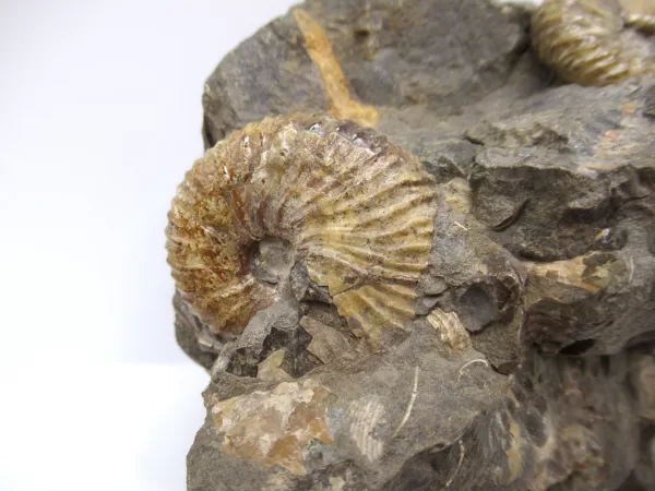 Genuine Cretaceous Age Scaphites Ammonite Fossil For Sale from South Dakota #27a