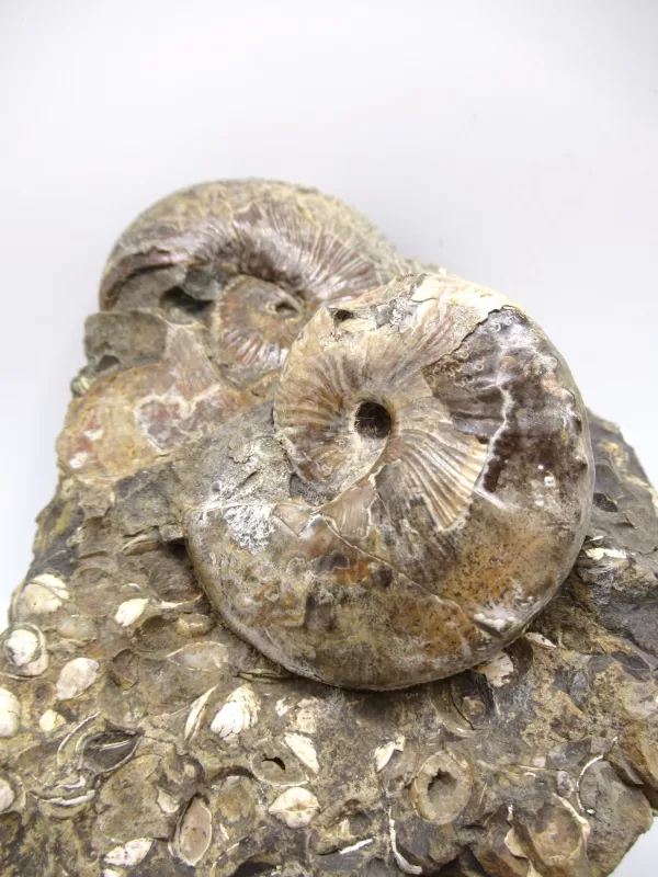 Genuine Cretaceous Age Scaphites Ammonite Fossil For Sale from South Dakota #30a