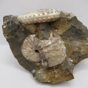 Genuine Cretaceous Age Scaphites Ammonite Fossil For Sale from South Dakota #31