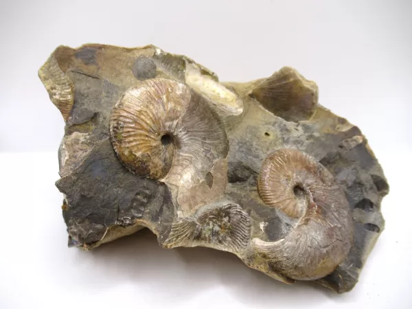 Genuine Cretaceous Age Scaphites Ammonite Fossil For Sale from South Dakota #33