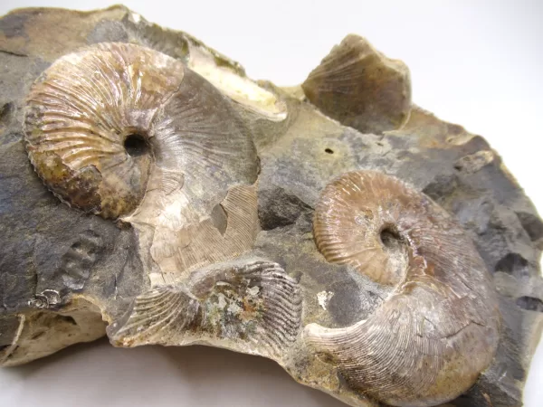 Genuine Cretaceous Age Scaphites Ammonite Fossil For Sale from South Dakota #33a