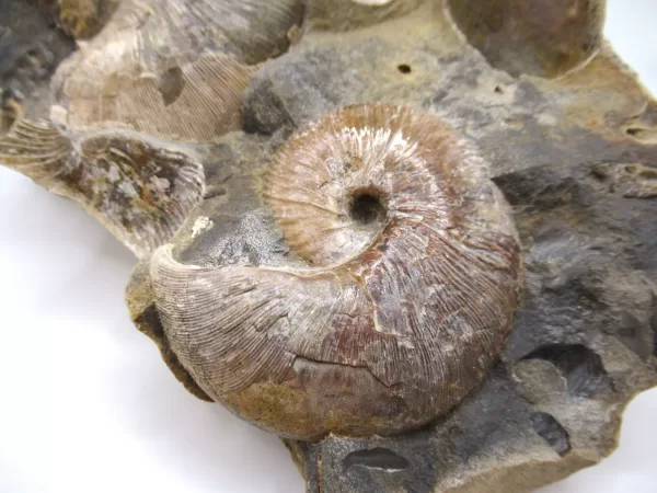 Genuine Cretaceous Age Scaphites Ammonite Fossil For Sale from South Dakota #33c