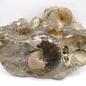 Genuine Cretaceous Age Scaphites Ammonite Fossil For Sale from South Dakota #35