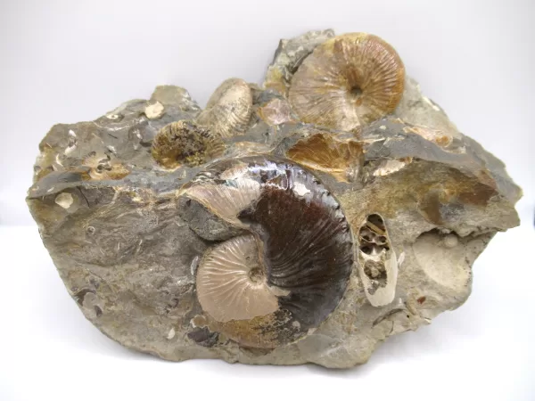 Genuine Cretaceous Age Scaphites Ammonite Fossil For Sale from South Dakota #35