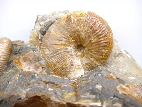 Genuine Cretaceous Age Scaphites Ammonite Fossil For Sale from South Dakota #35b