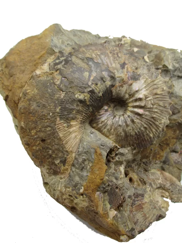 Genuine Cretaceous Age Scaphites Ammonite Fossil For Sale from South Dakota #37a