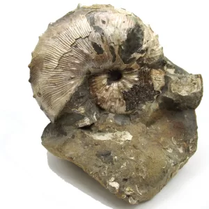 Genuine Cretaceous Age Scaphites Ammonite Fossil For Sale from South Dakota #39