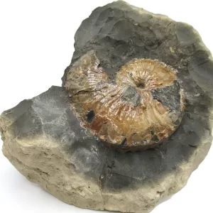 Genuine Cretaceous Age Scaphites Ammonite Fossil For Sale from South Dakota #41