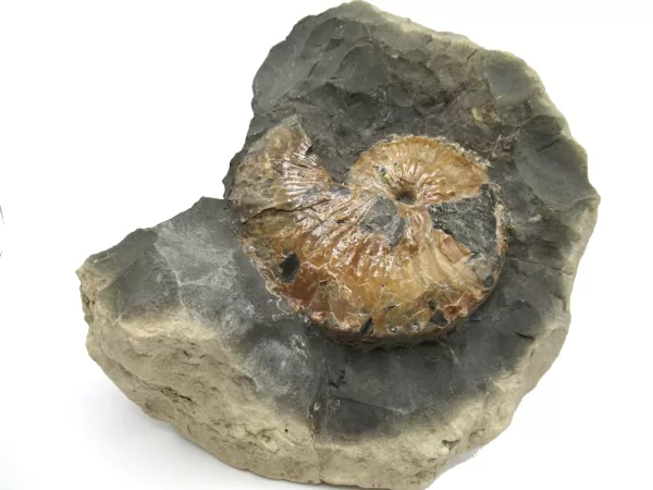 Genuine Cretaceous Age Scaphites Ammonite Fossil For Sale from South Dakota #41