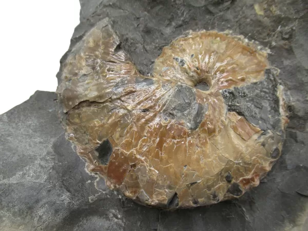 Genuine Cretaceous Age Scaphites Ammonite Fossil For Sale from South Dakota #41a