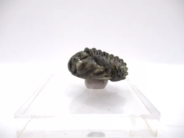 Genuine Silurian Age Waldron Shale Calymene Trilobite Fossil for Sale from Indiana #2a