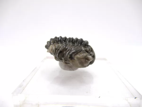 Genuine Silurian Age Waldron Shale Calymene Trilobite Fossil for Sale from Indiana #2c