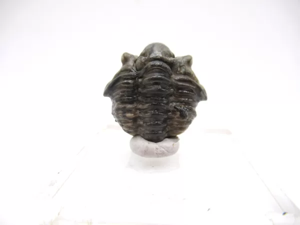 Genuine Silurian Age Waldron Shale Calymene Trilobite Fossil for Sale from Indiana #2d