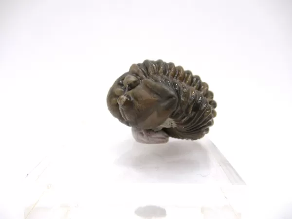 Genuine Silurian Age Waldron Shale Calymene Trilobite Fossil for Sale from Indiana #4a