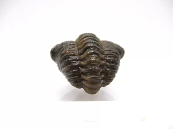 Genuine Silurian Age Waldron Shale Calymene Trilobite Fossil for Sale from Indiana #4b