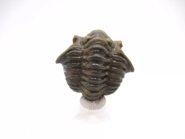 Genuine Silurian Age Waldron Shale Calymene Trilobite Fossil for Sale from Indiana #4d