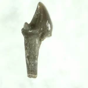 Genuine Triassic Age Morganucodon Mammal Tooth Fossil For Sale From United Kingdom #14