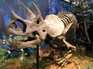 Triceratops Frill and Tooth