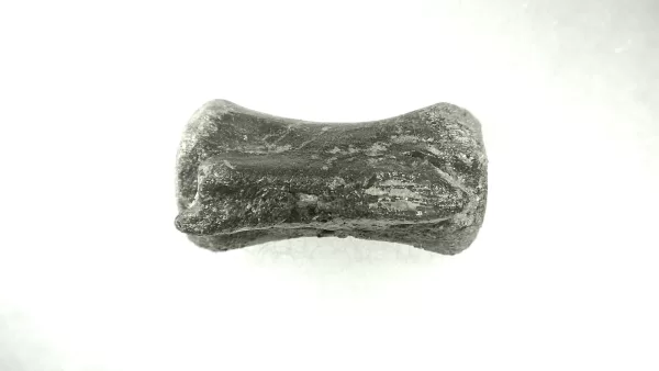 Genuine Jurassic Age Dryosaurus Dinosaur Bone Fossil For Sale from Wyoming #4