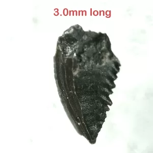 Genuine Cretaceous Age Troodon Dinosaur Tooth For Sale From Montana #6