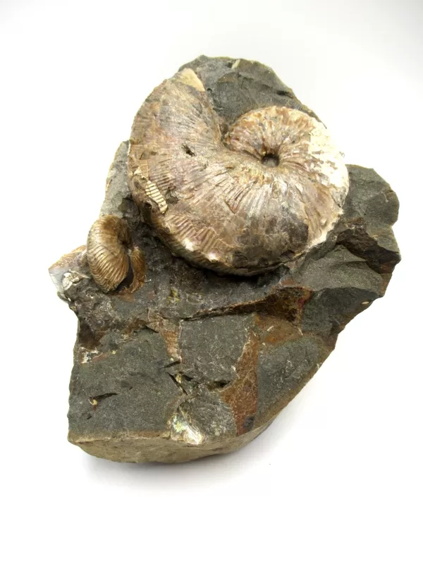 Genuine Cretaceous Age Scaphites Ammonite Fossil For Sale from South Dakota #40