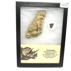 Genuine Cretaceous Age Set of Triceratops Frill and Tooth Fossils for Sale from South Dakota #1a X Large