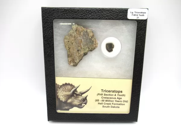 Genuine Cretaceous Age Set of Triceratops Frill and Tooth Fossils for Sale from South Dakota #21a