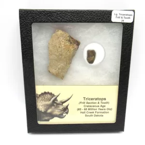 Genuine Cretaceous Age Set of Triceratops Frill and Tooth Fossils for Sale from South Dakota #24a