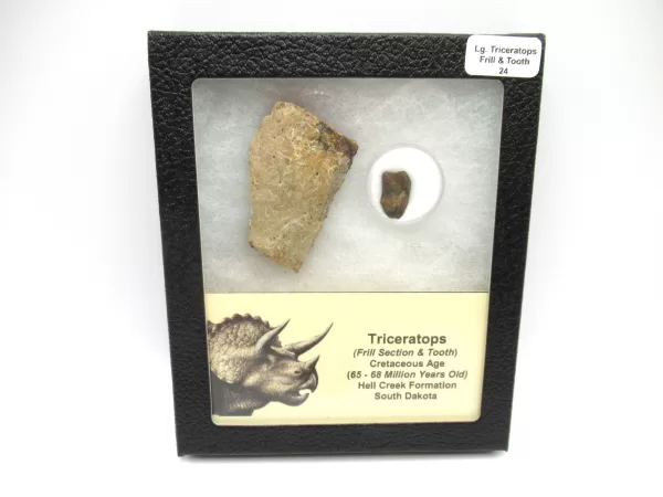 Genuine Cretaceous Age Set of Triceratops Frill and Tooth Fossils for Sale from South Dakota #24a