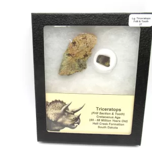 Genuine Cretaceous Age Set of Triceratops Frill and Tooth Fossils for Sale from South Dakota #27a