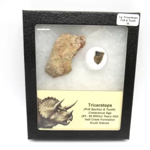 Genuine Cretaceous Age Set of Triceratops Frill and Tooth Fossils for Sale from South Dakota #30a