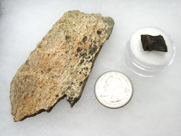 Genuine Cretaceous Age Set of Triceratops Frill and Tooth Fossils for Sale from South Dakota #4 X Large