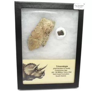 Genuine Cretaceous Age Set of Triceratops Frill and Tooth Fossils for Sale from South Dakota #4a X Large