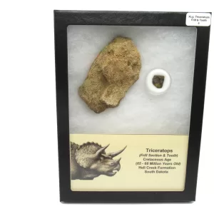 Genuine Cretaceous Age Set of Triceratops Frill and Tooth Fossils for Sale from South Dakota #5a X Large