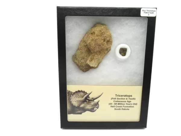 Genuine Cretaceous Age Set of Triceratops Frill and Tooth Fossils for Sale from South Dakota #5a X Large